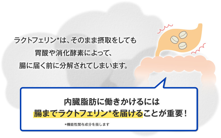 ラクトフェリンは、そのまま摂取をしても胃酸や消化酵素によって、腸に届く前に分解されてしまいます。内臓脂肪に働きかけるには腸までラクトフェリンを届けることが重要!