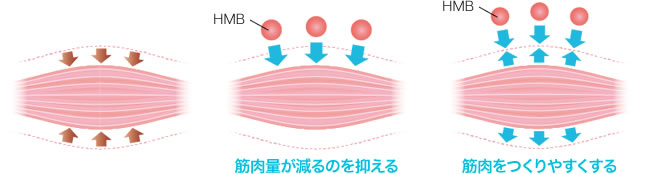 HMBと筋肉