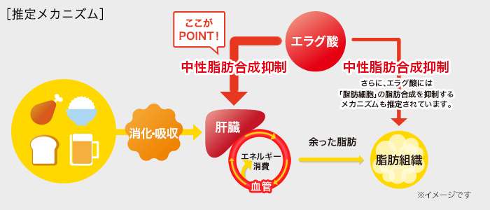 脂肪の減少をサポートする「エラグ酸」のメカニズム