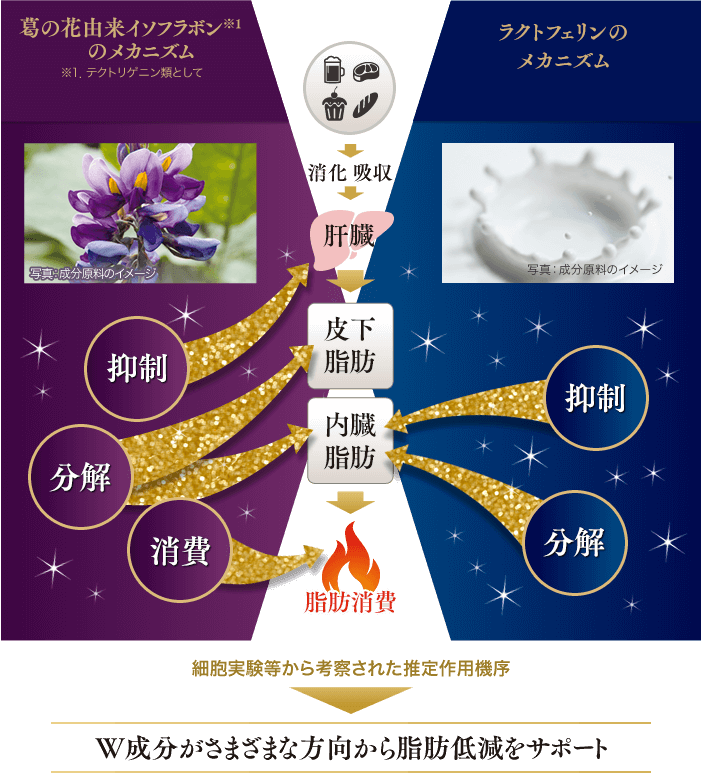 W成分が脂肪の低減をサポートする理由とは?