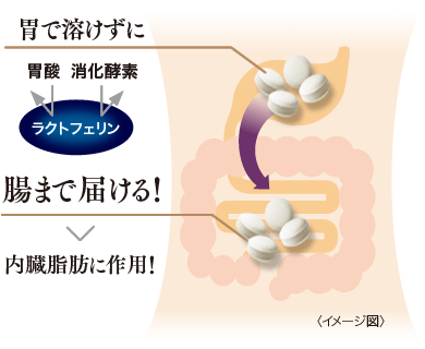 ラクトフェリンを腸までしっかりと!