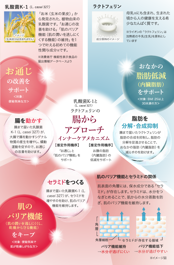乳酸菌K-1とラクトフェリンの腸からのアプローチ