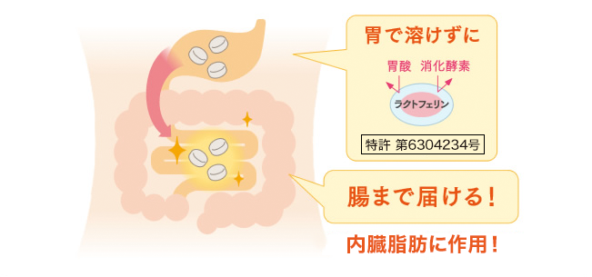 腸まで届ける!内臓脂肪に作用!