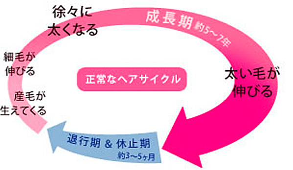 W育毛成分とは ライオン公式通販サイト ライオン ウェルネスダイレクト