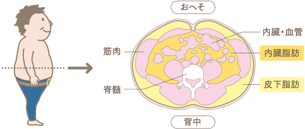 内臓脂肪とは？｜ライオン公式通販サイト「ライオン ウェルネスダイレクト」